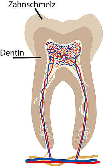 Querschnitt eines Zahnes mit Zahnschmelz und Dentin