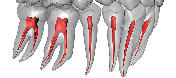 Darstellung von Zähnen mit Zahnschmelz, Dentin und Zahnnerven.