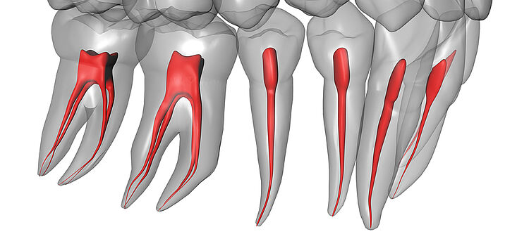 Darstellung von Zähnen mit Zahnschmelz, Dentin und Zahnnerven.